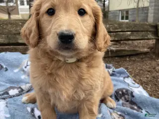 Goldendoodle dogs Misty - Ad 21