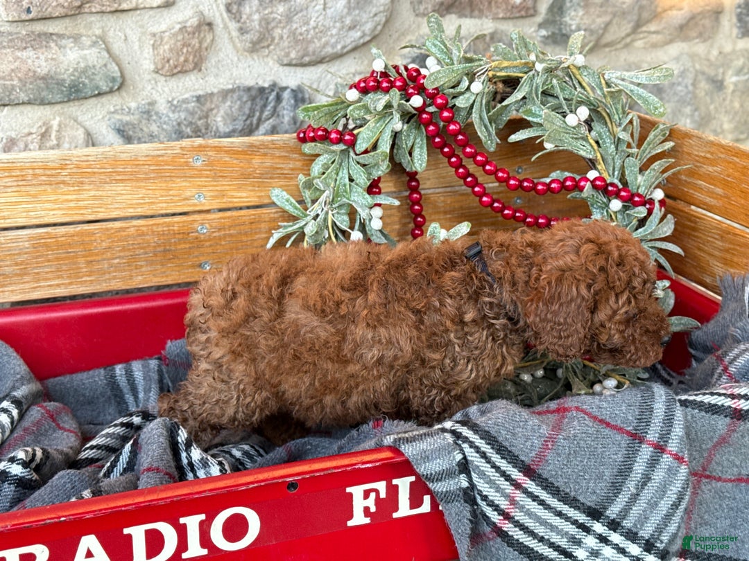 Mini Goldendoodle dogs for sale: Isabella - Ad 11