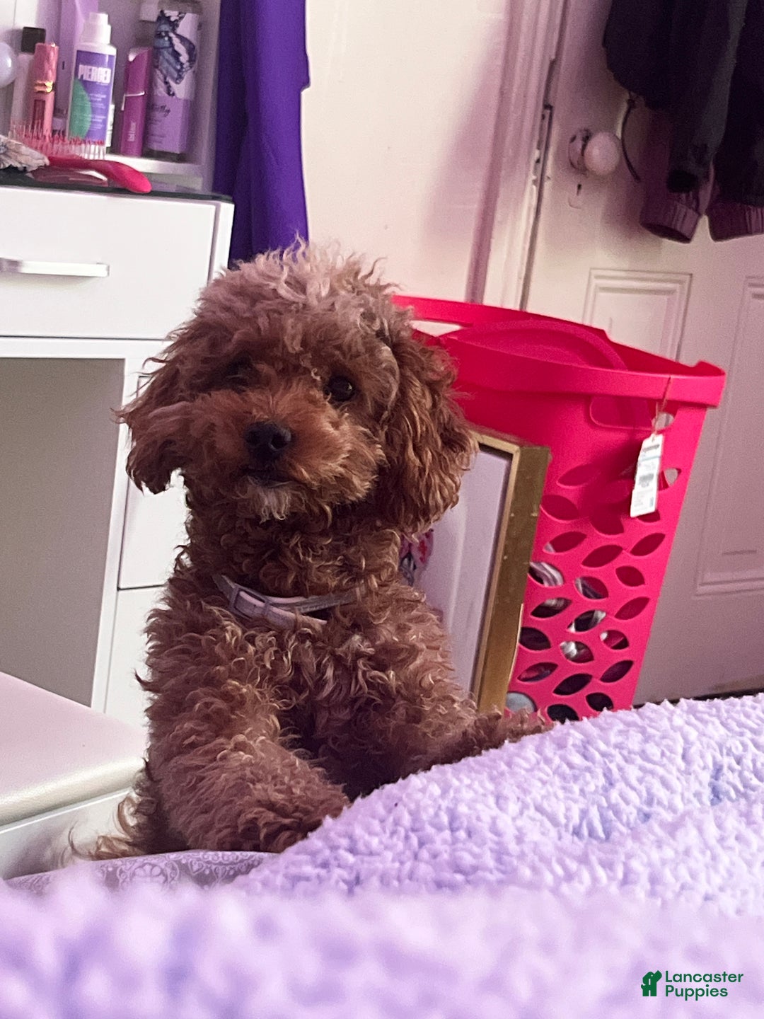 Mini Goldendoodle dogs for sale: Mini Goldendoodle Puppy 1 - Ad 14