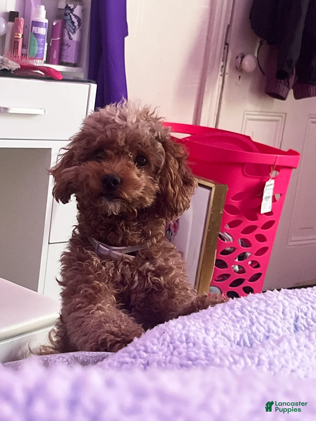 Mini Goldendoodle dogs for sale: Mini Goldendoodle Puppy 1 - Ad 14