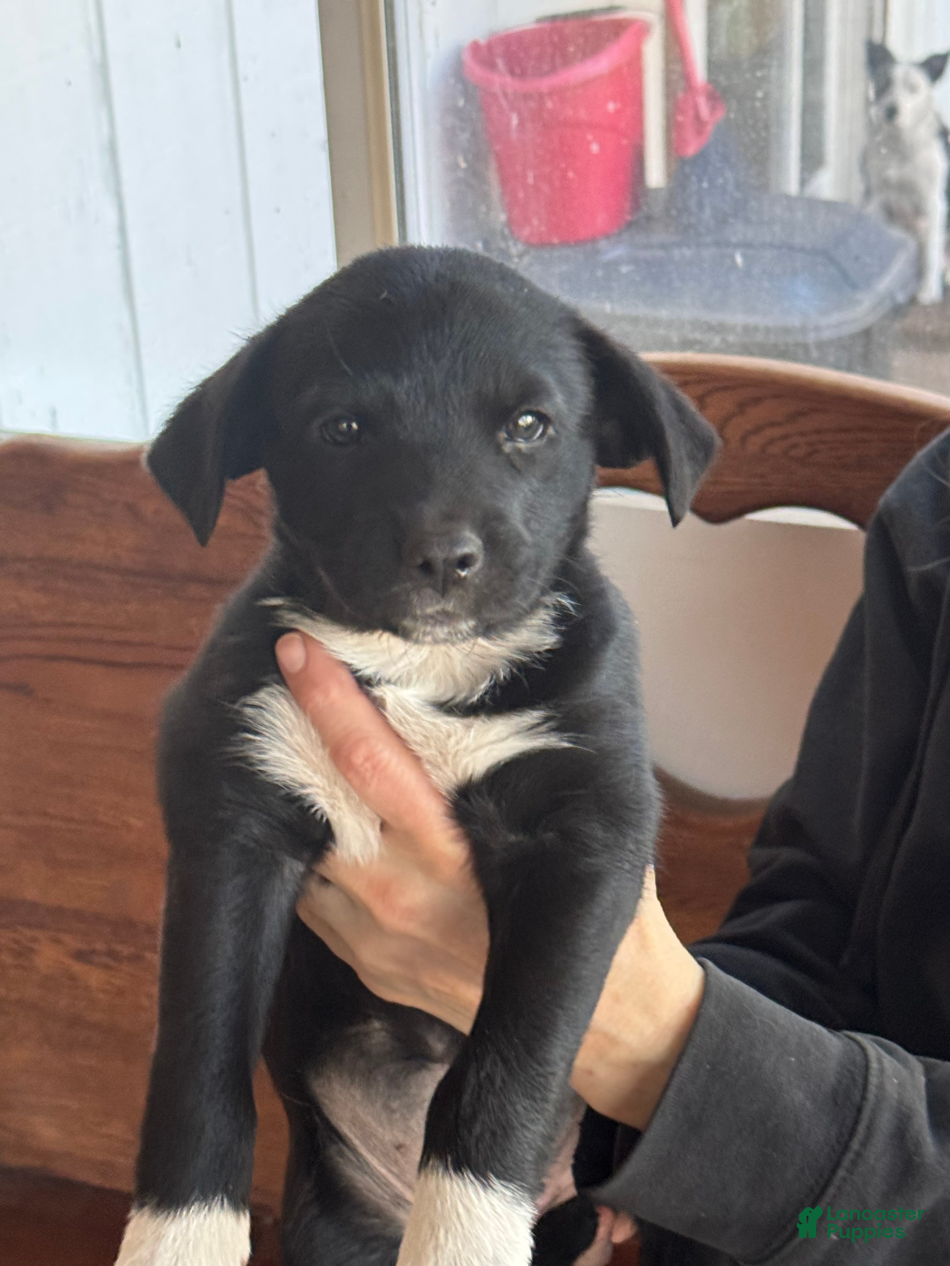 Mixed Breed dogs Rosie - Ad 2