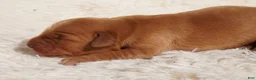 Golden Retriever dogs for sale: Daisy -AKC, Genetically Clear - Ad 53