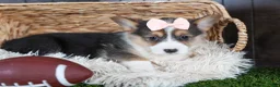 Welsh Corgi Pembroke dogs for sale: Roxanne - Ad 16