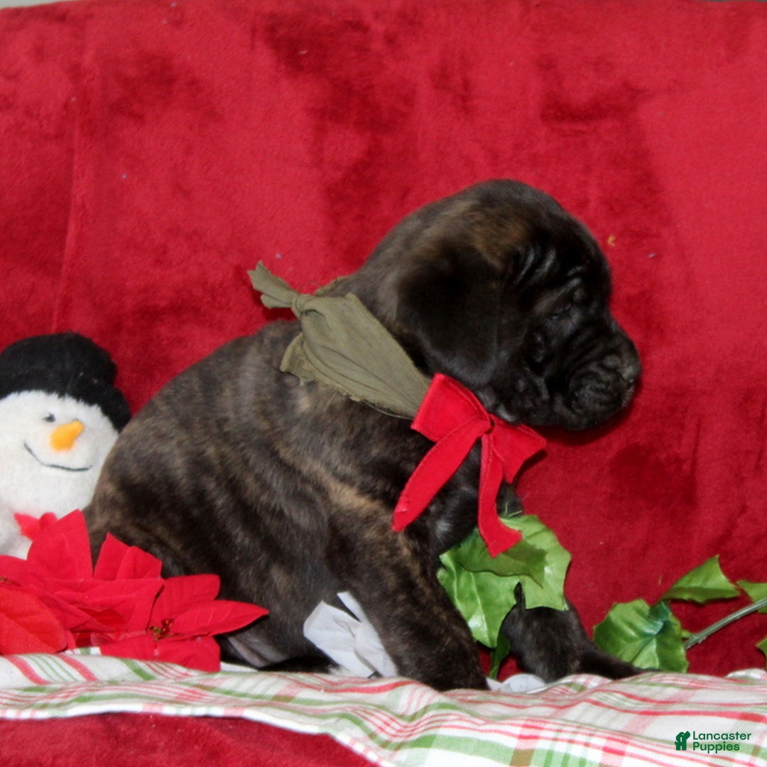 English Mastiff dogs for sale: Tessa  - Ad 2