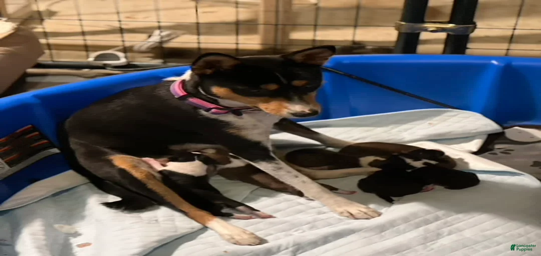 Gallery Image {{count}}