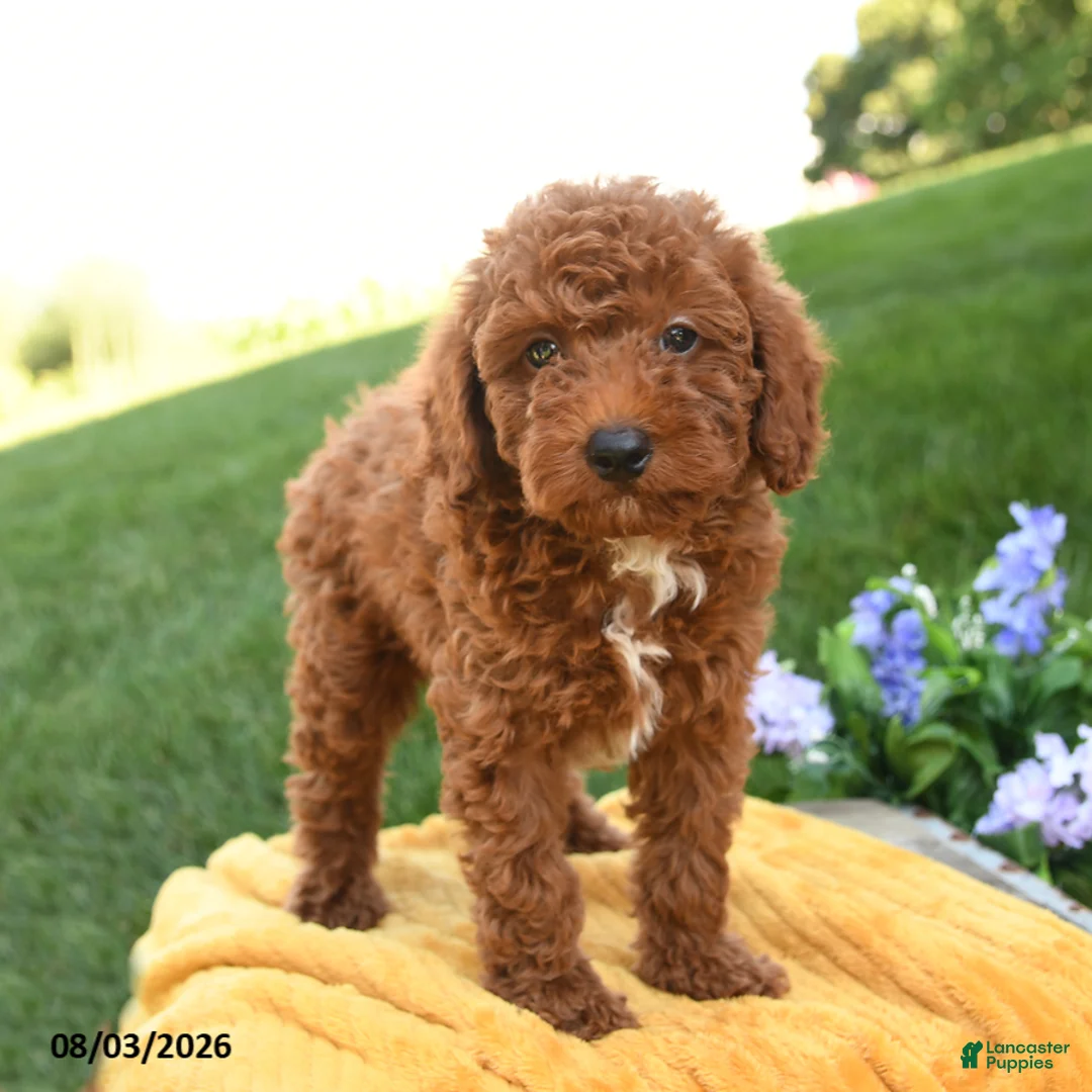 Miniature Poodle dogs for sale: Milo - Ad 5