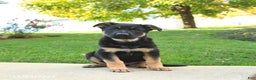German Shepherd dogs for sale: Rain - Ad 2