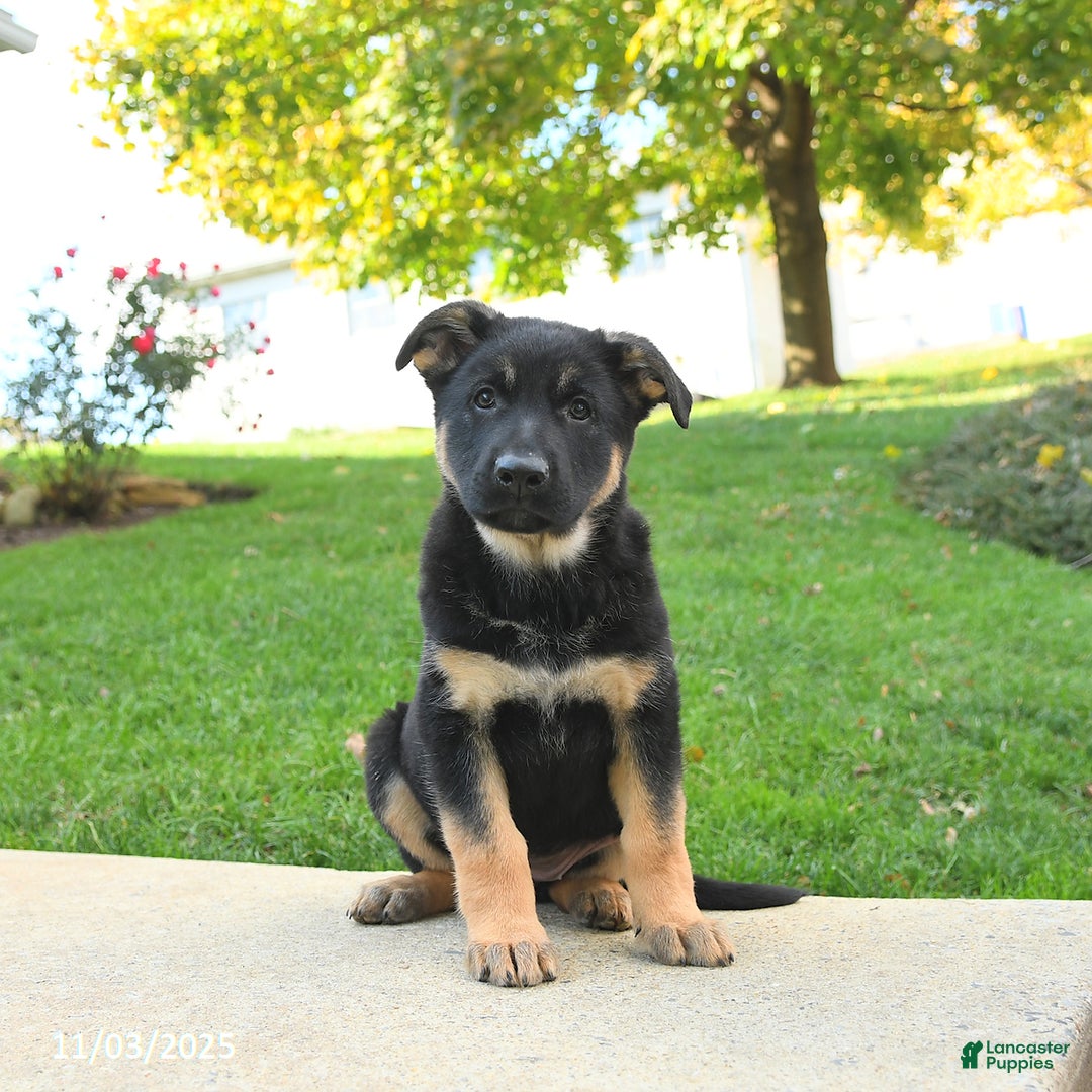 German Shepherd dogs for sale: Rain - Ad 2