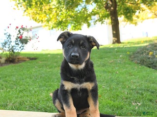 German Shepherd dogs - Ad 38