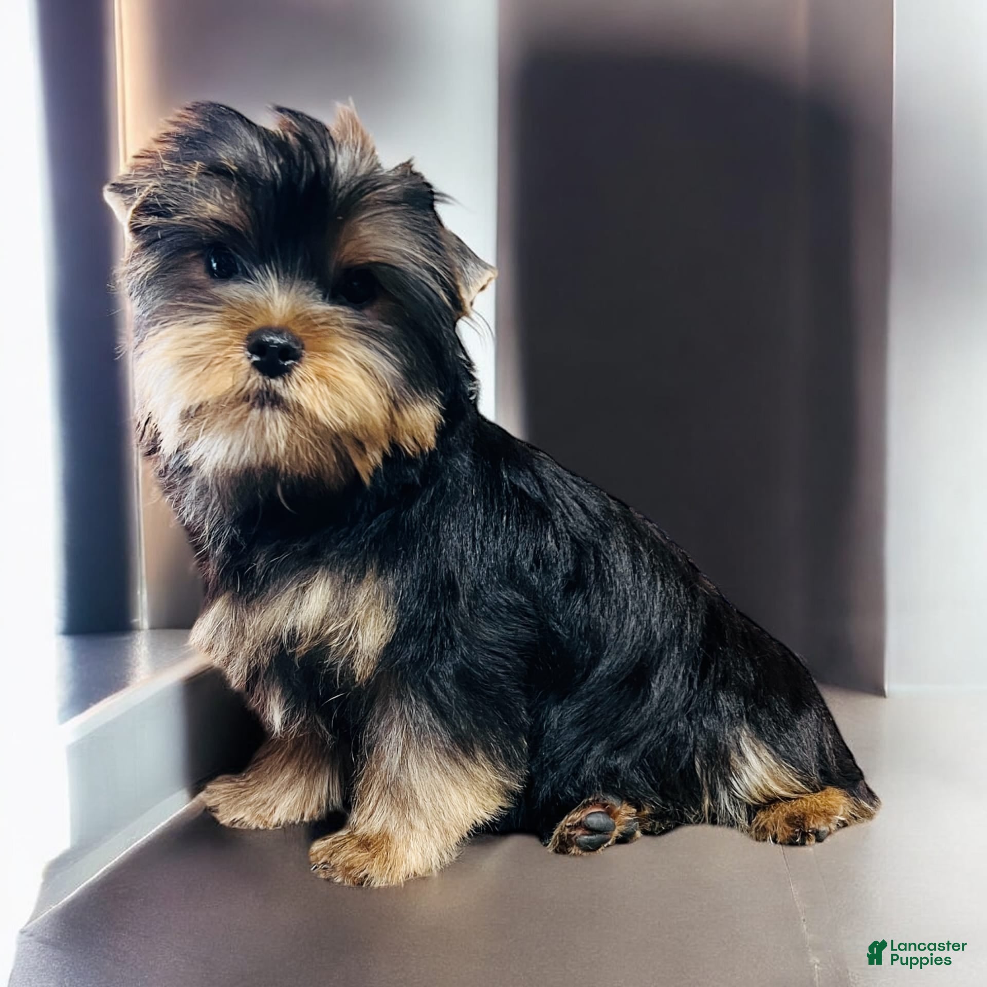 Yorkshire Terrier Puppies for sale in Louisiana Lancaster Puppies