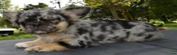 Mixed Breed dogs for sale: Ruby blue eyes merle - Ad 8