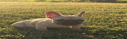 French Bulldog dogs for sale: French Bulldog 2 - Ad 3