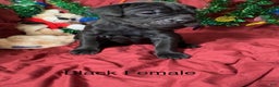 Cane Corso dogs for sale: Orange - Ad 5