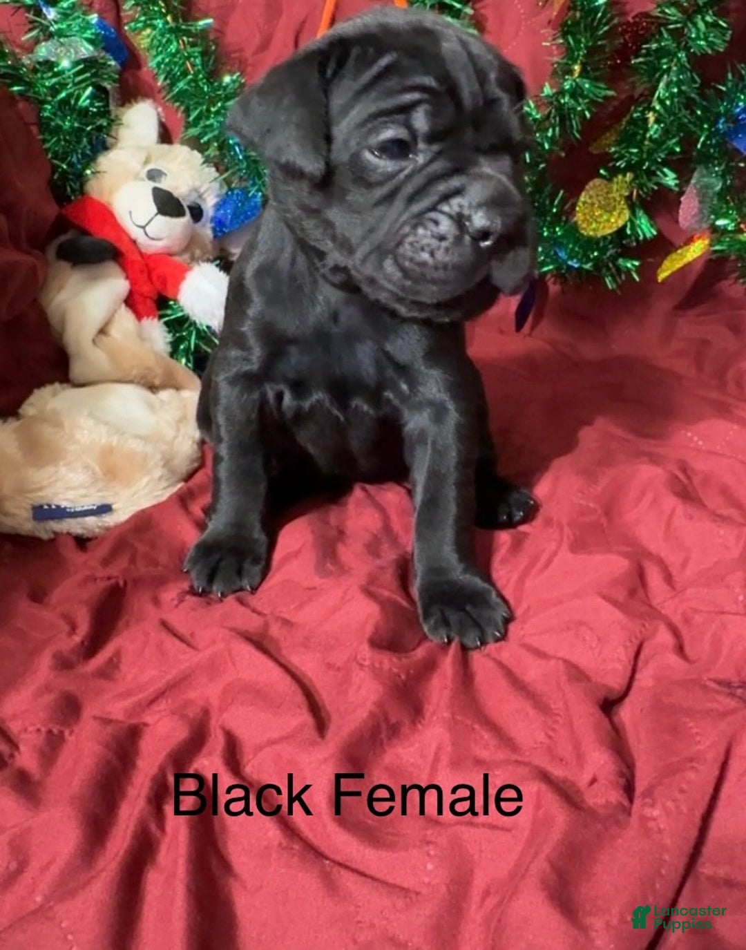 Cane Corso dogs for sale: Orange - Ad 5