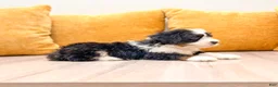 Mini Bernedoodle dogs for sale: Hailey - Ad 3