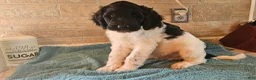 Goldendoodle dogs for sale: Maximus - Ad 3
