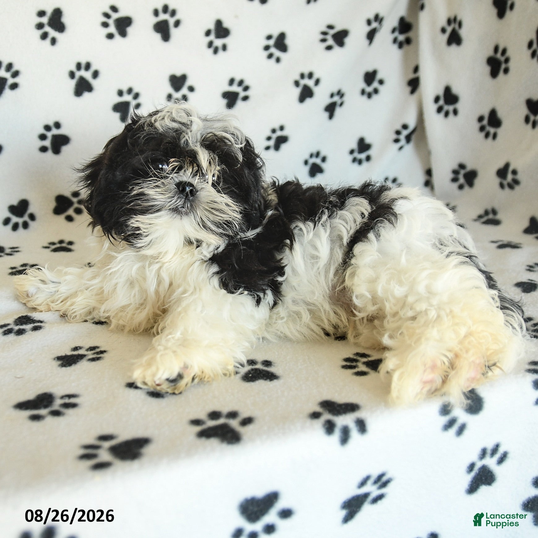 Shih Tzu dogs Kolby - Ad 2