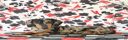 Miniature Dachshund dogs for sale: Ferris - Ad 6