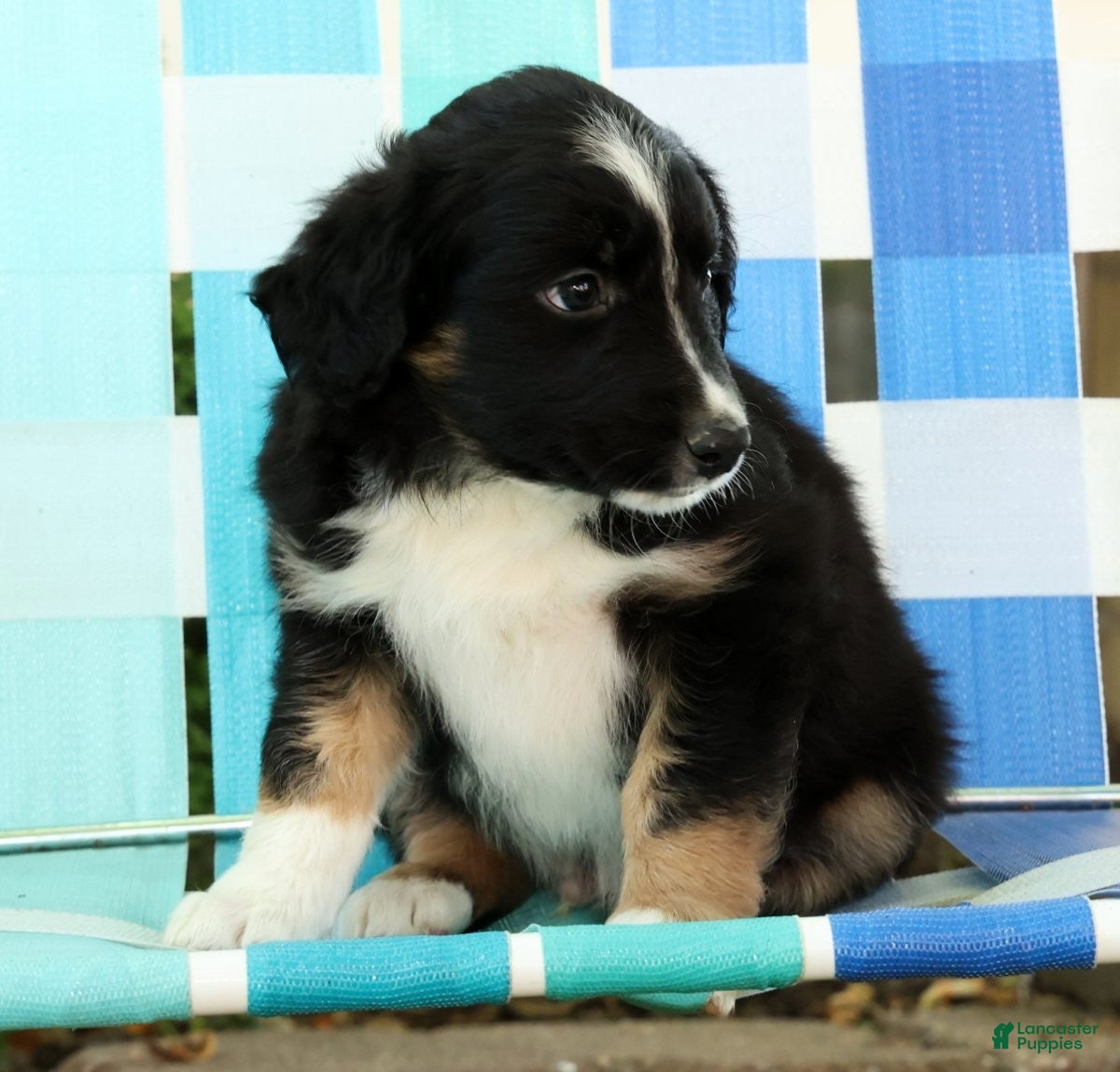 Australian Shepherd dogs for sale: Frisky - Ad 7