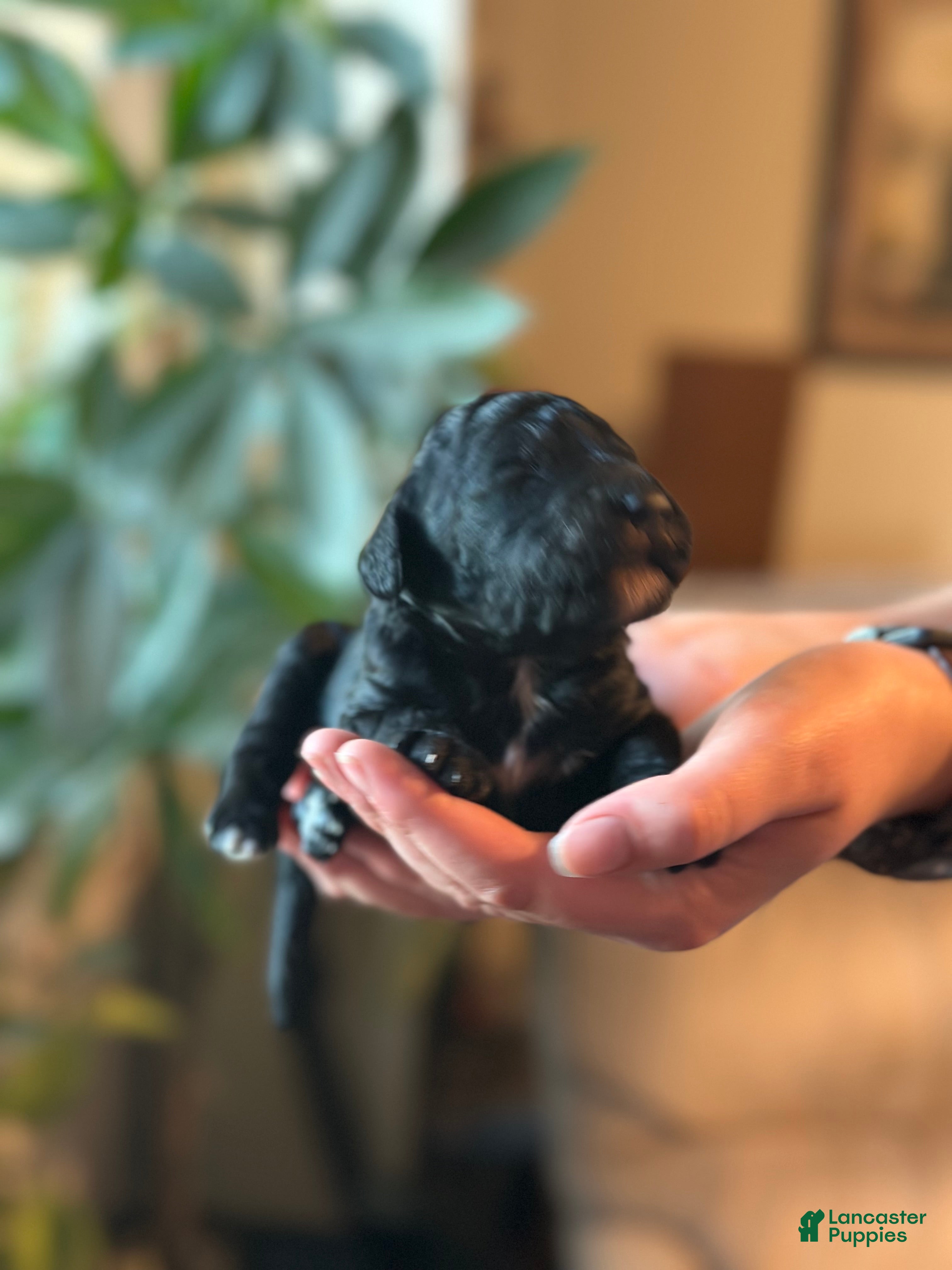 Standard Poodle dogs Standard Poodle 3 - Ad 1