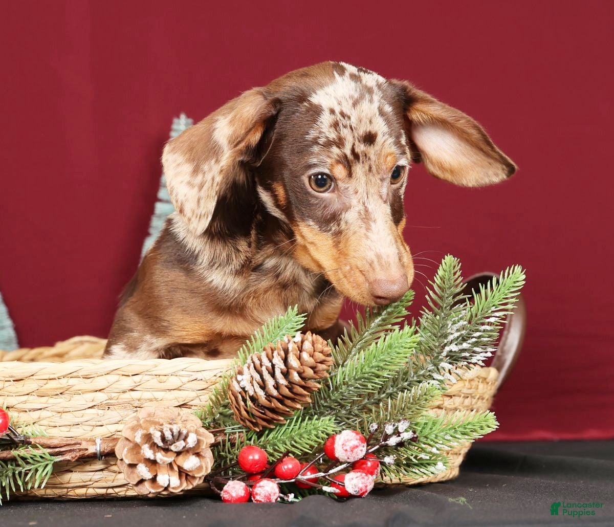 Miniature Dachshund dogs Rocky - Ad 27