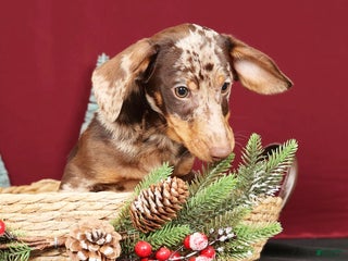 Miniature Dachshund dogs Rocky - Ad 23