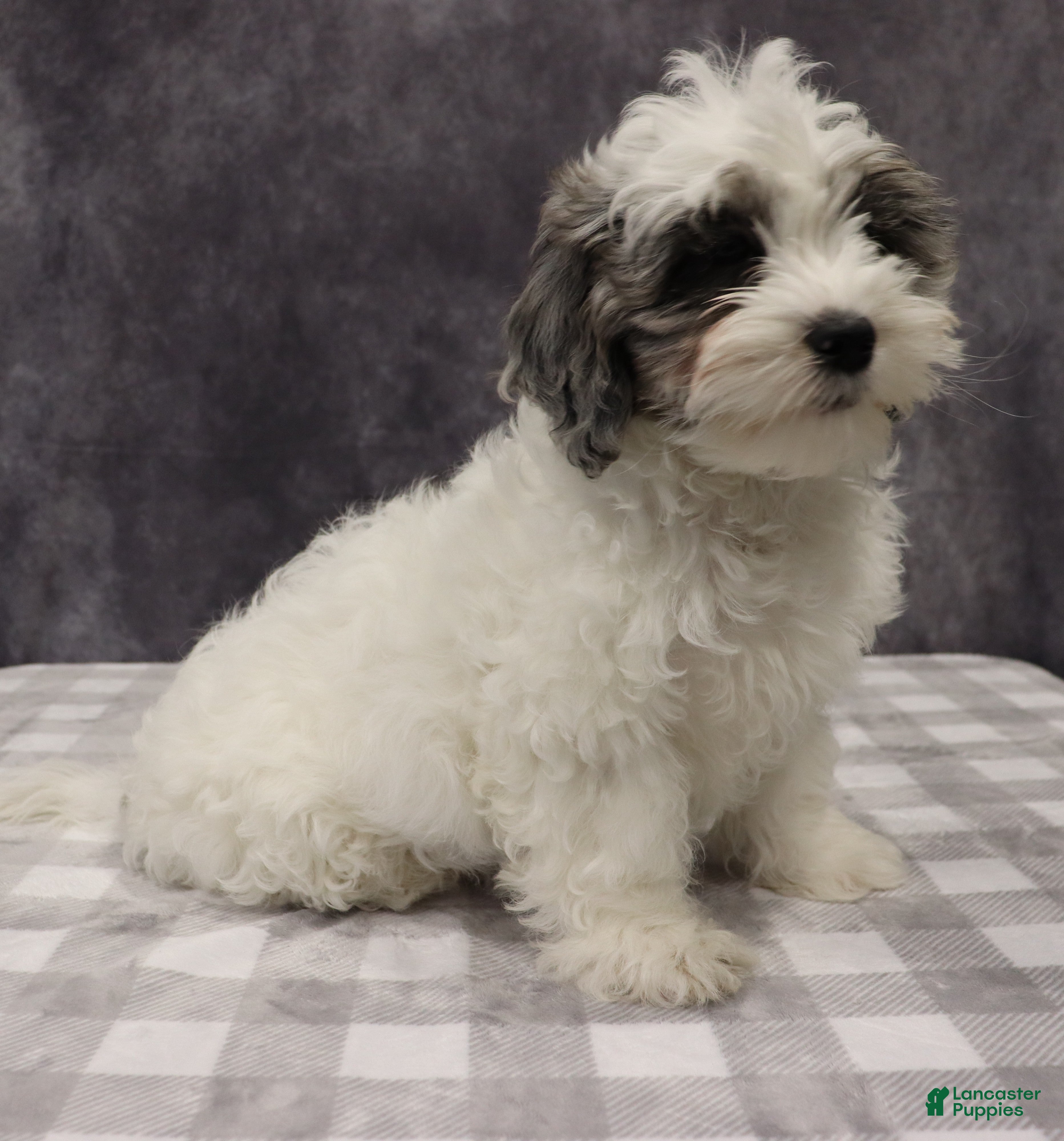 Shihpoo dogs Polly - Ad 1