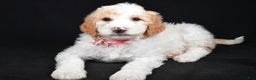 Sheepadoodle dogs for sale: Maddie - Ad 2