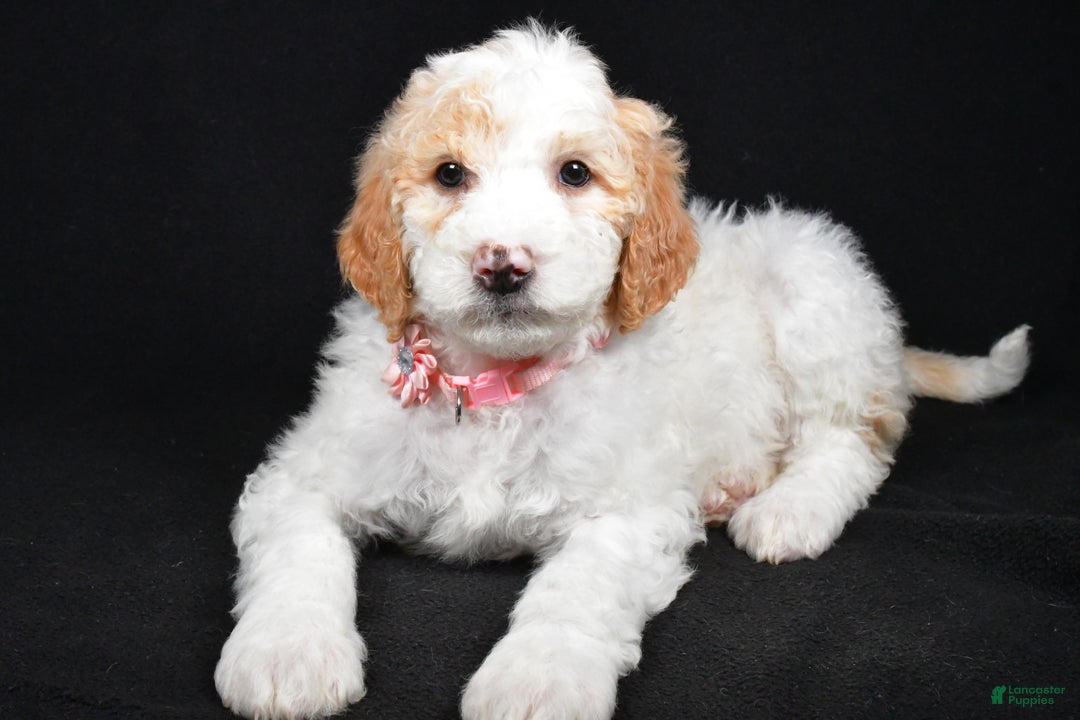 Sheepadoodle dogs for sale: Maddie - Ad 2
