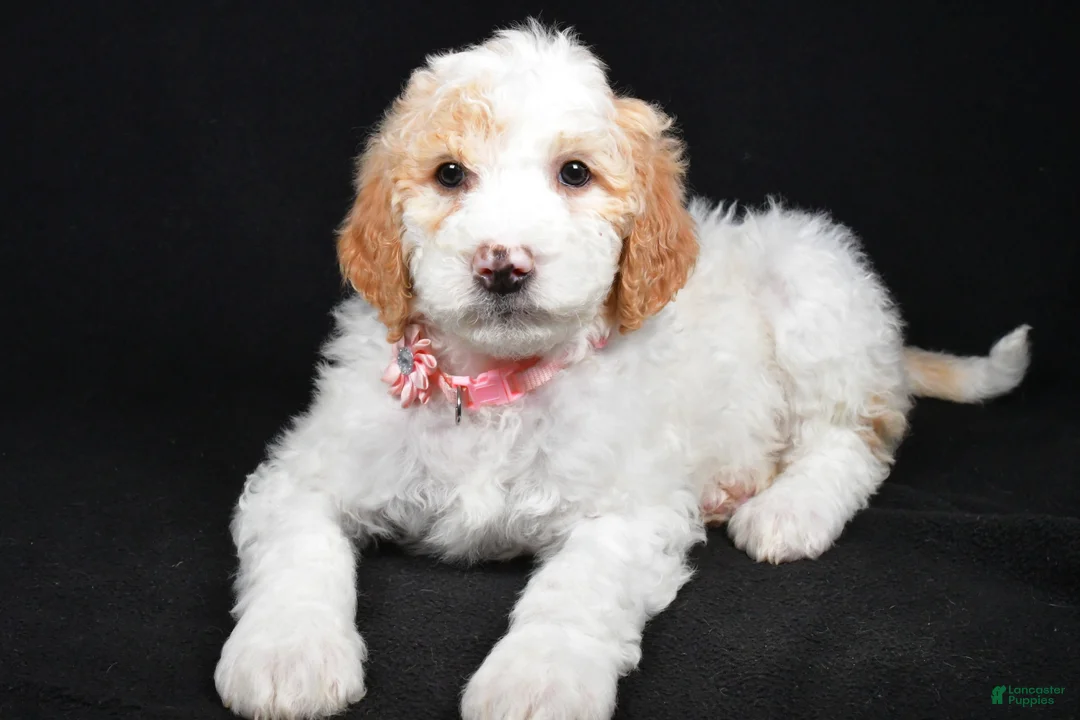 Sheepadoodle dogs for sale: Maddie - Ad 2