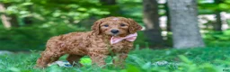 Goldendoodle dogs for sale: Hailey - Ad 6