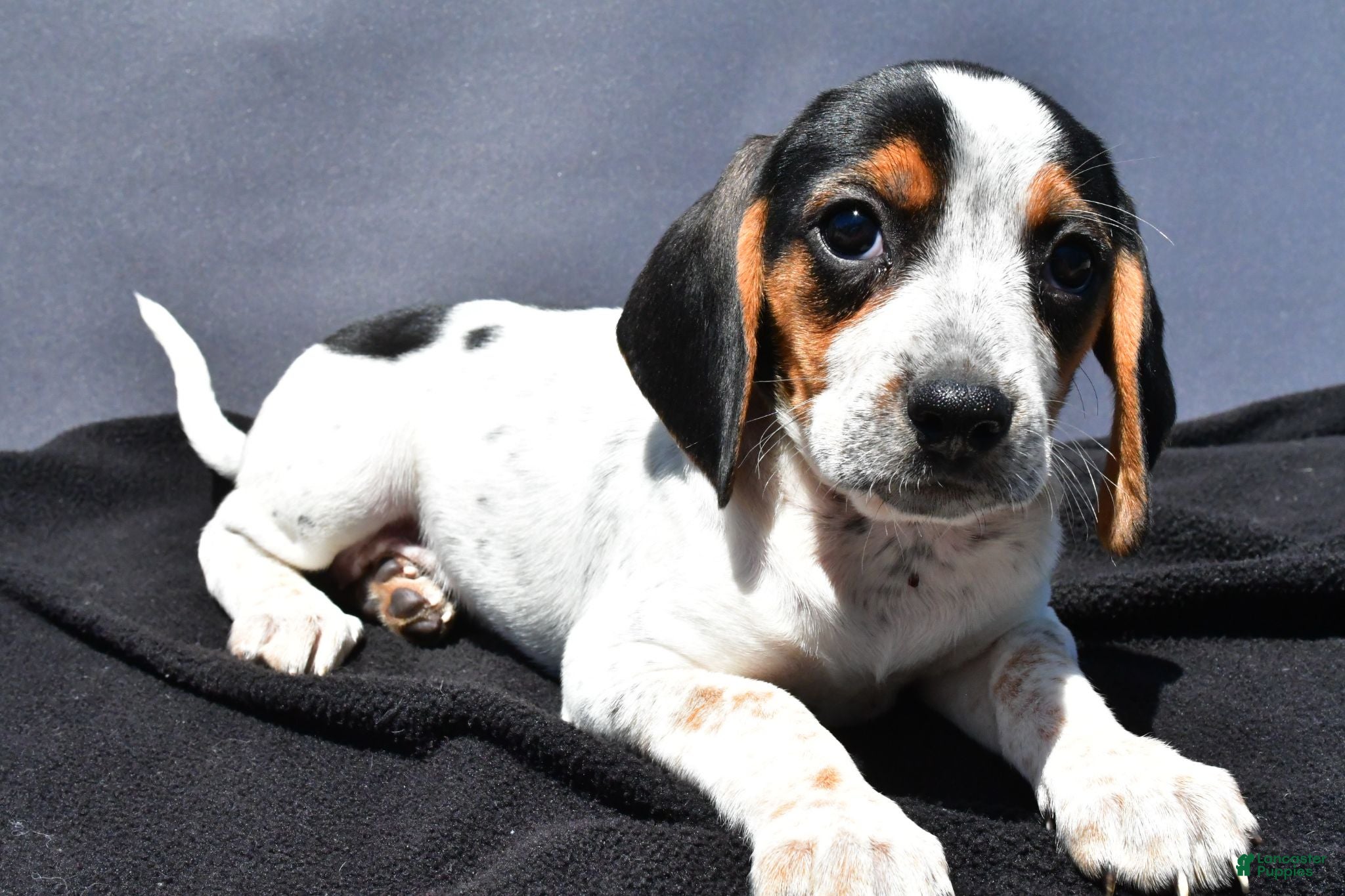 Beagle dogs Regina - Ad 2