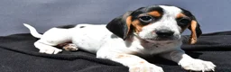 Beagle dogs for sale: Regina - Ad 2
