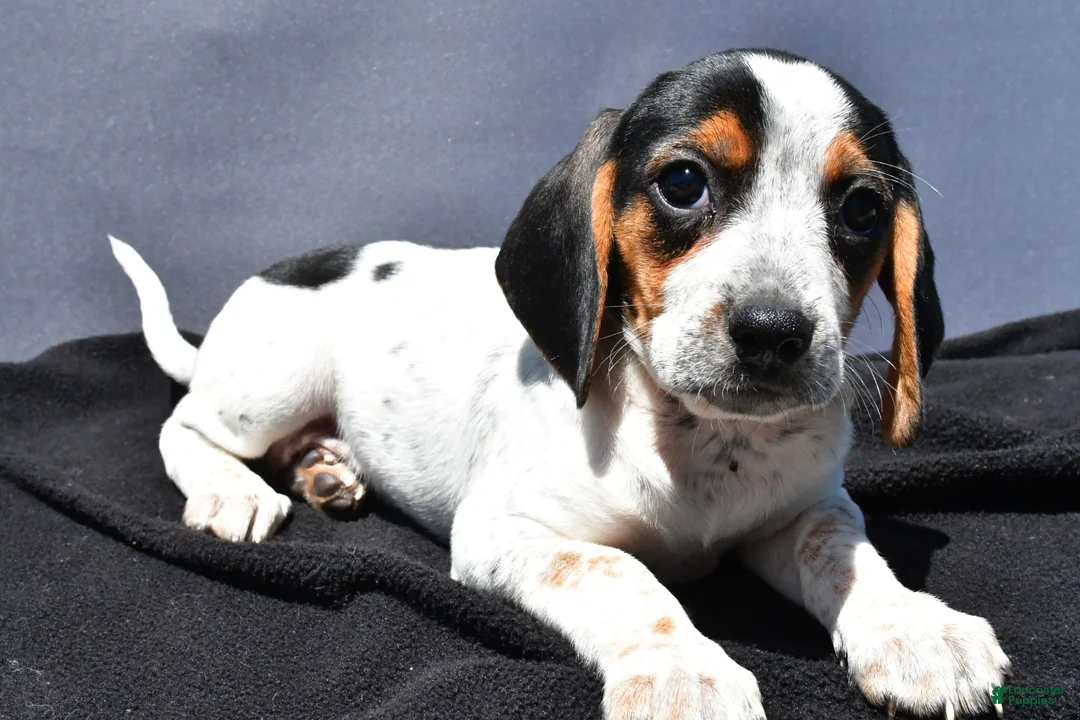Beagle dogs for sale: Regina - Ad 2