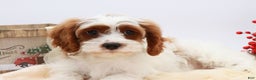 Cavapoo dogs for sale: Jetta - Ad 12