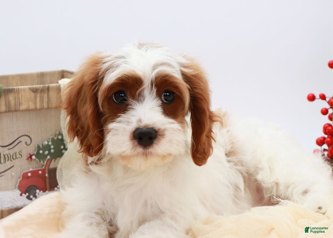 Cavapoo dogs for sale: Jetta - Ad 12