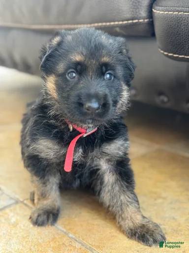 Gallery Image {{count}}