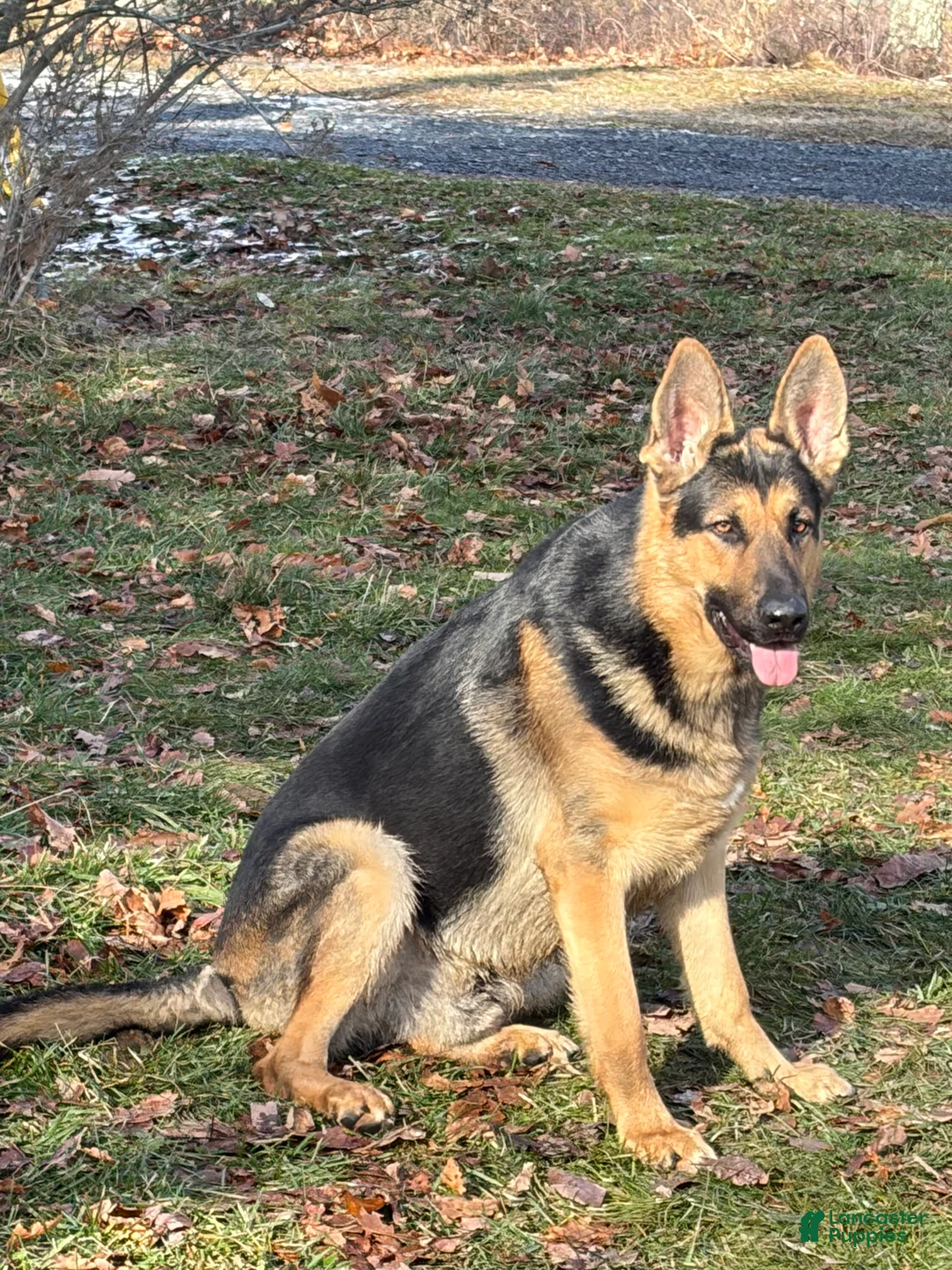 German Shepherd dogs for sale: German Shepherd Puppy 4 - Ad 9
