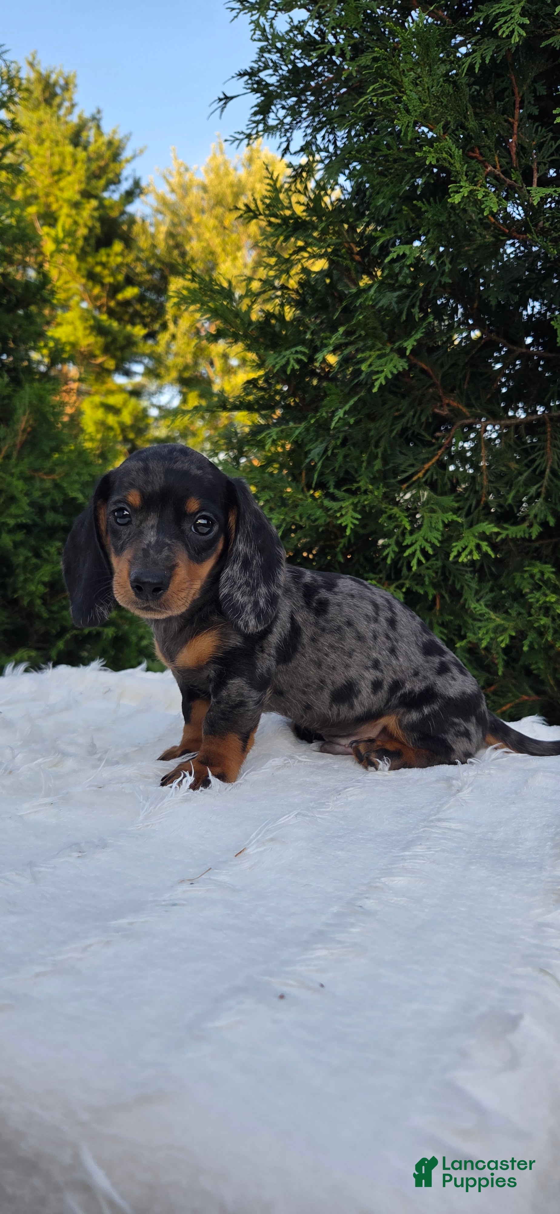 Miniature Dachshund dogs Waylon - Ad 2