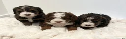 Mini Bernedoodle dogs for sale: Tiny - Ad 4