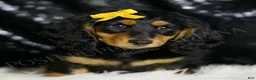 Miniature Dachshund dogs for sale: Oscar AKC - Ad 1