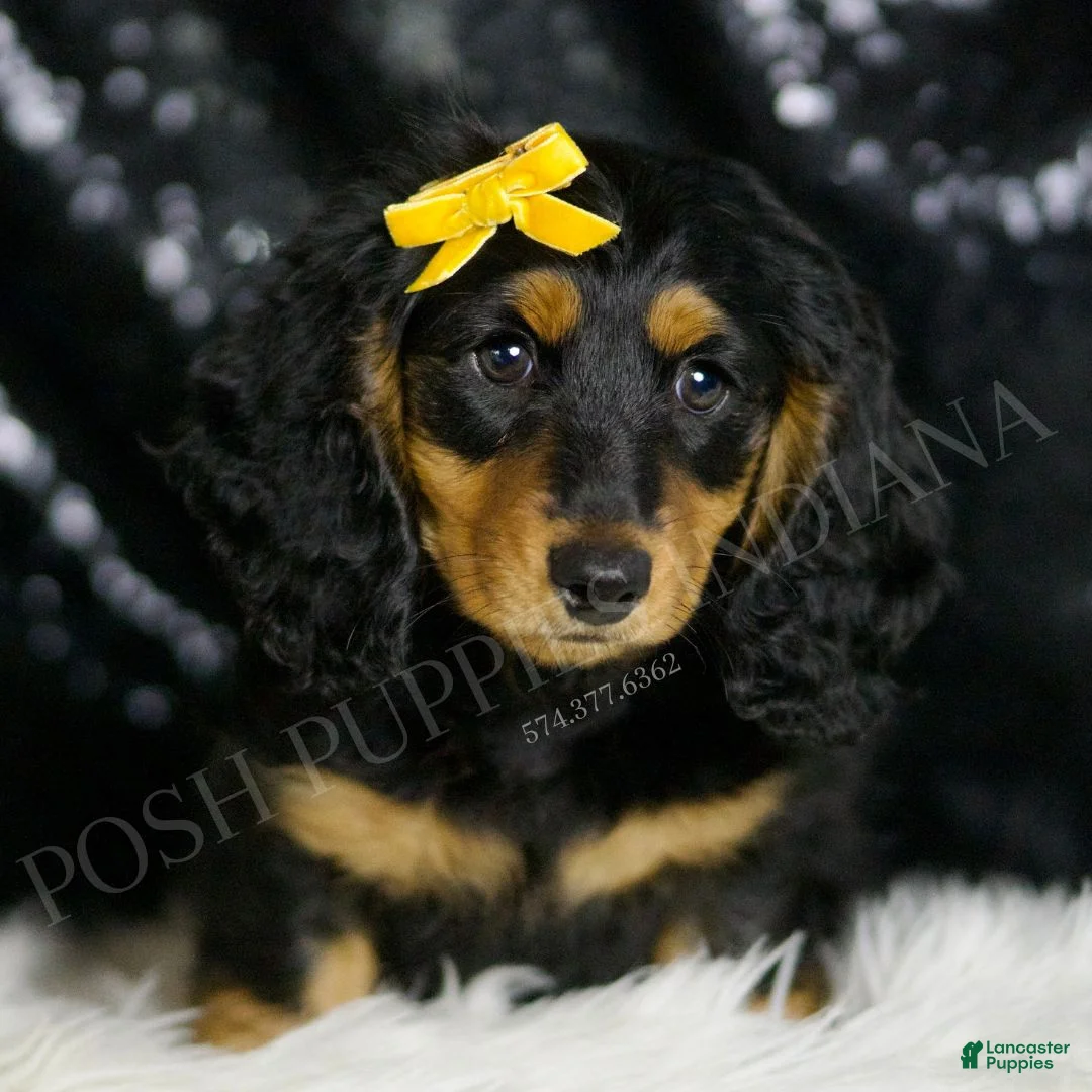 Miniature Dachshund dogs for sale: Oscar AKC - Ad 1