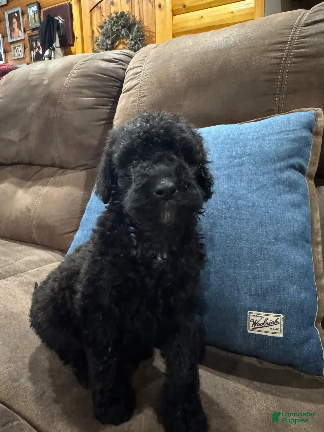 Standard Poodle dogs for sale: Calypso  - Ad 2