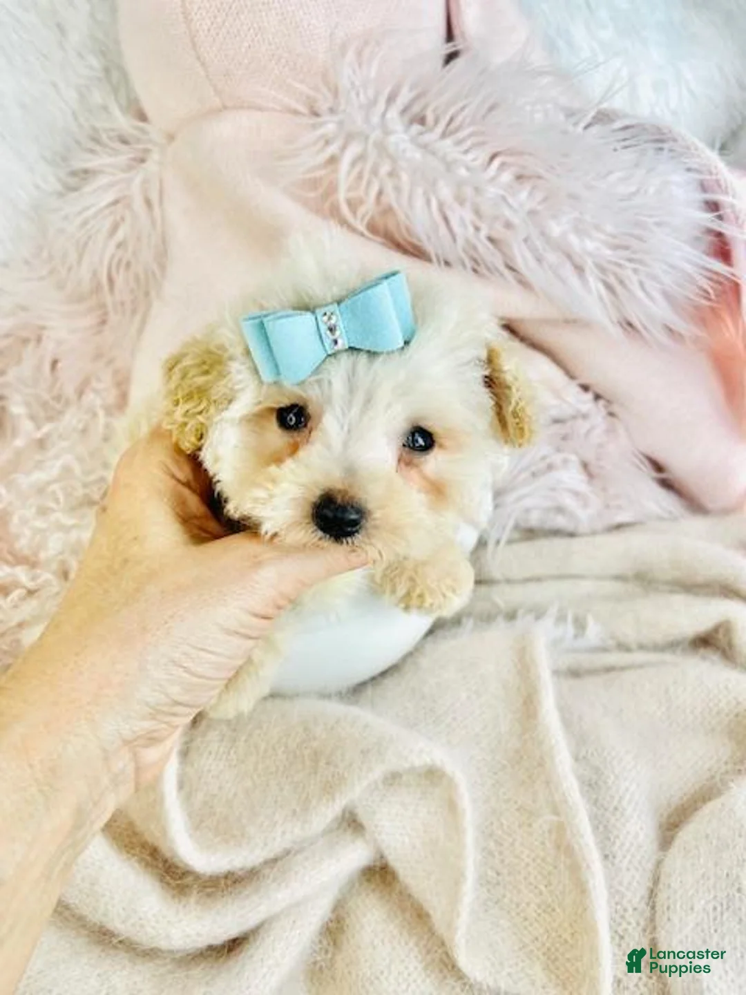 Toy Poodle dogs for sale: Toy Poodle Puppy 1 - Ad 2