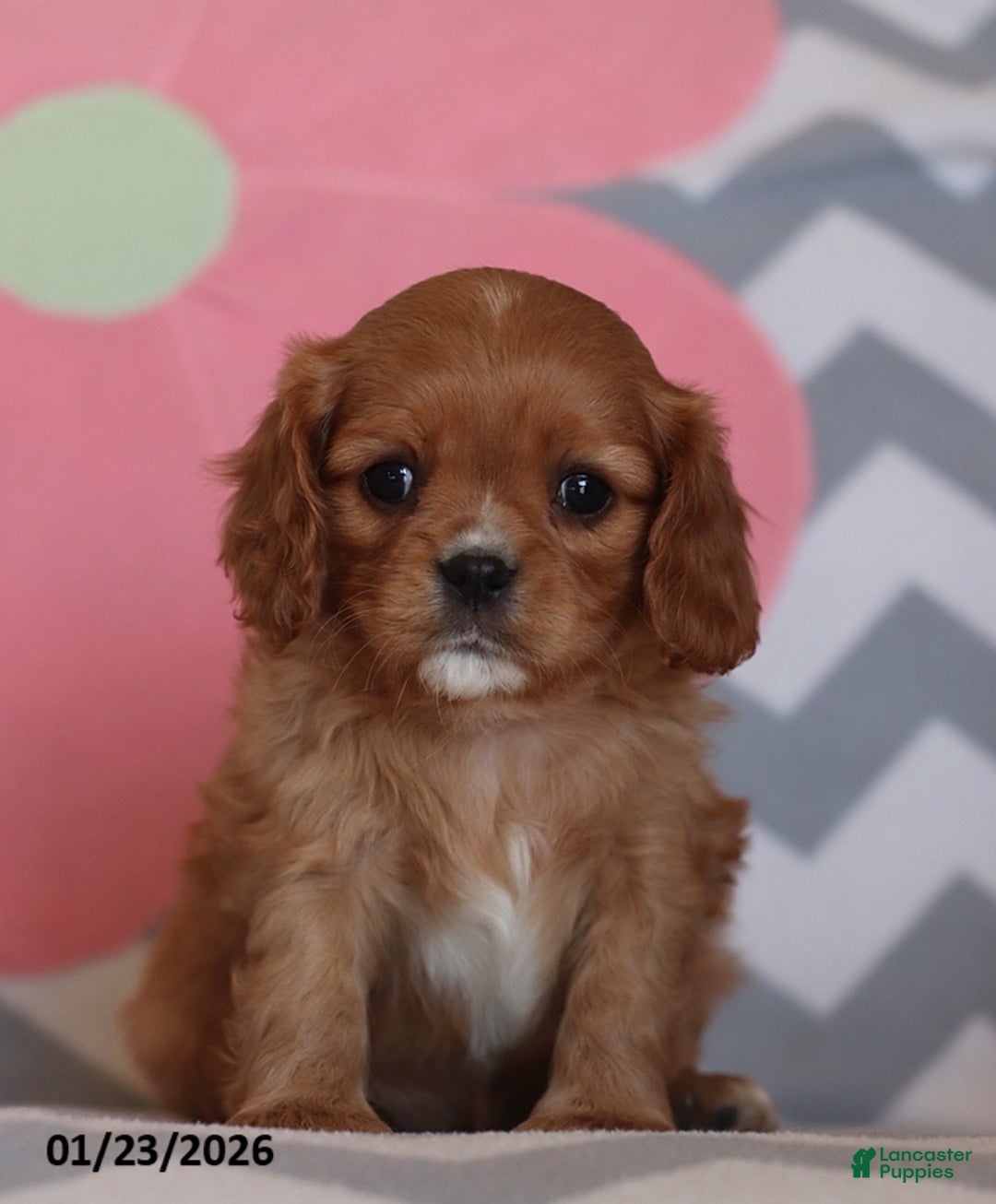 Cavalier King Charles Spaniel dogs for sale: Ivonna - Ad 3