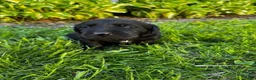 Labrador Retriever dogs for sale: Phillipe - Ad 18