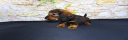 Miniature Dachshund dogs for sale: Lizz - Ad 6