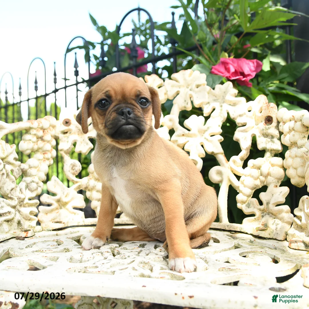 Jug dogs for sale: Pam - Ad 3