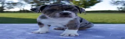 Beabull dogs for sale: Archer - Ad 6
