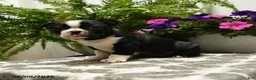 Boston Terrier dogs for sale: Gus - Ad 3